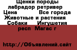 Щенки породы лабрадор ретривер › Цена ­ 8 000 - Все города Животные и растения » Собаки   . Ингушетия респ.,Магас г.